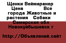 Щенки Веймаранер › Цена ­ 40 000 - Все города Животные и растения » Собаки   . Самарская обл.,Новокуйбышевск г.